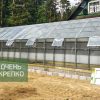 Теплица Алтайская сказка фото 3